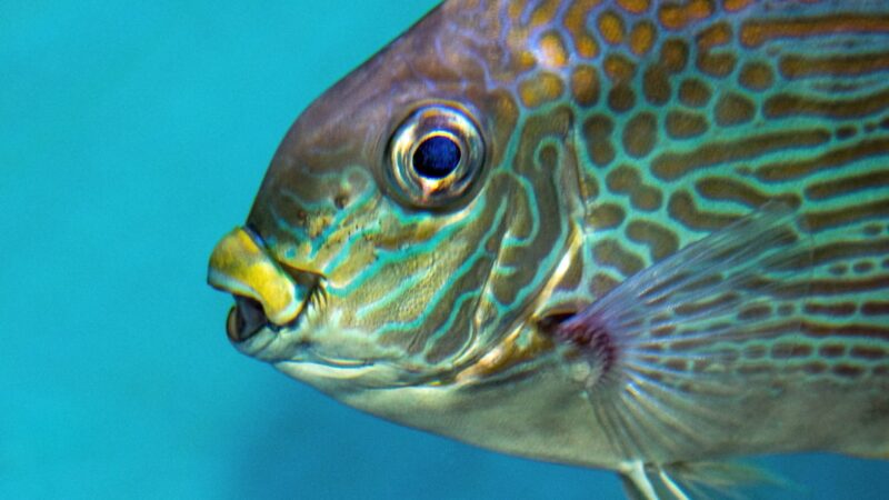 Threadfin Acara Care Guide