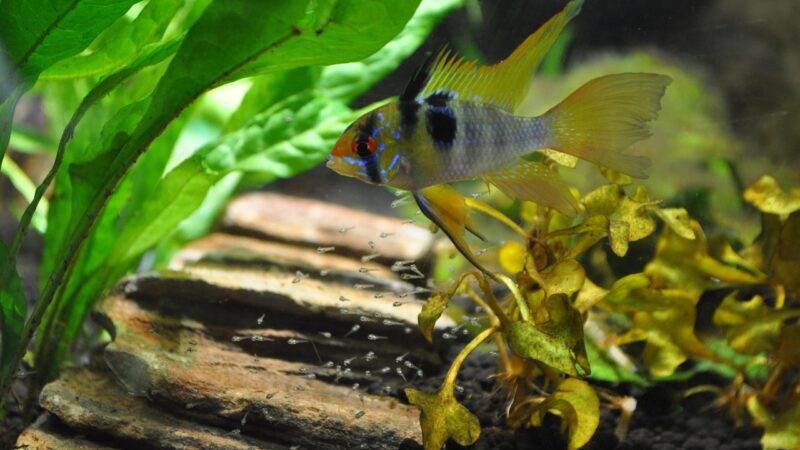 aquarium, american cichlid, reproduction, breeding, ramirezi, aquarium, aquarium, aquarium, aquarium, aquarium, american cich