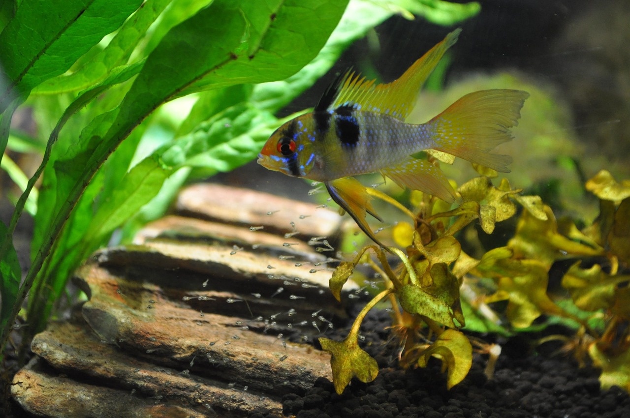 aquarium, american cichlid, reproduction, breeding, ramirezi, aquarium, aquarium, aquarium, aquarium, aquarium, american cich