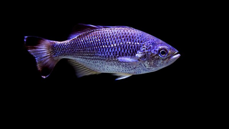 Threadfin Rainbowfish Care Guide