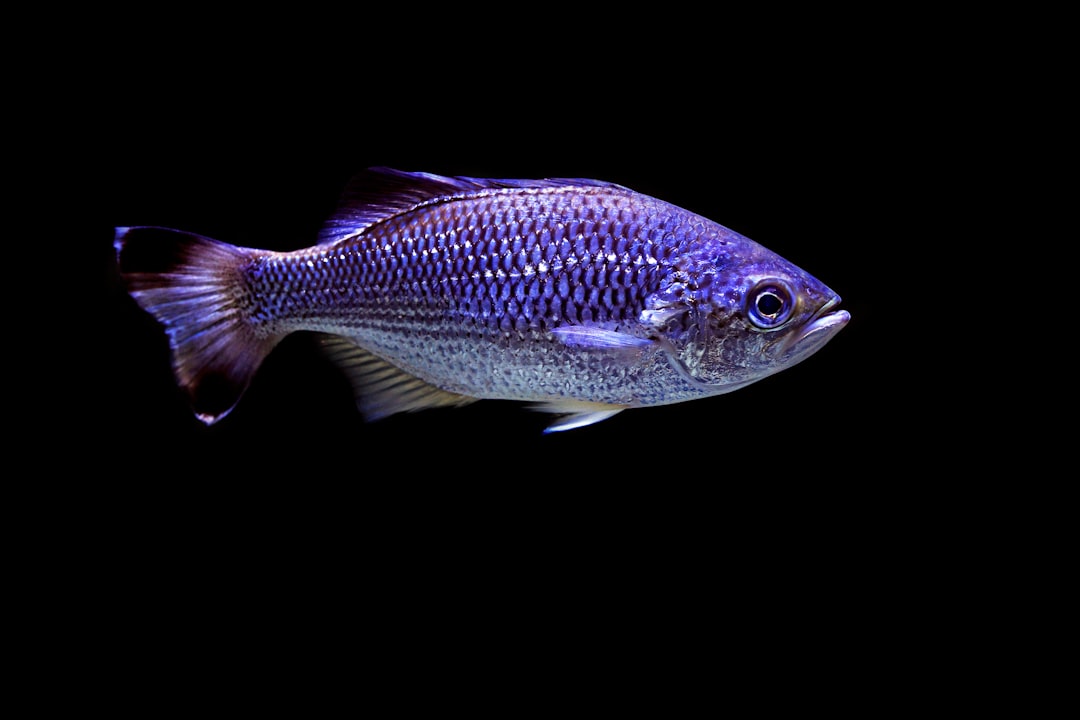 Threadfin Rainbowfish Care Guide