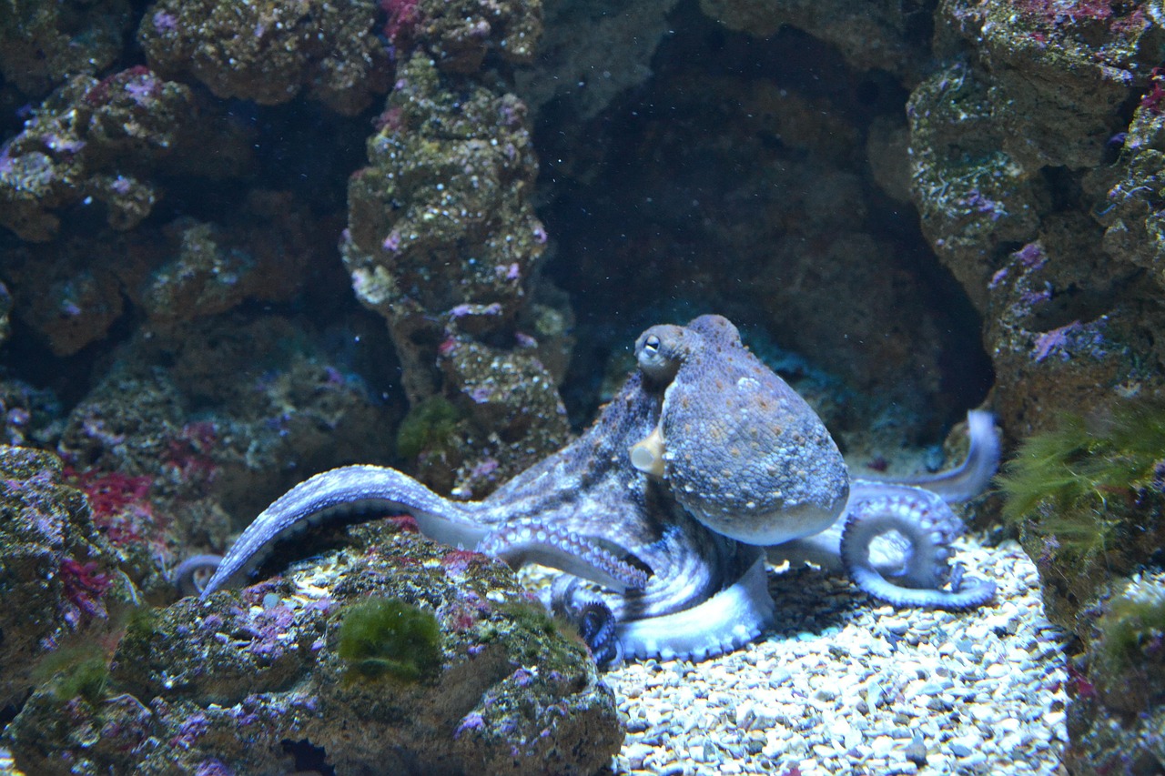 three rock odd number aquarium fish — featured image for three rock odd number arrangement