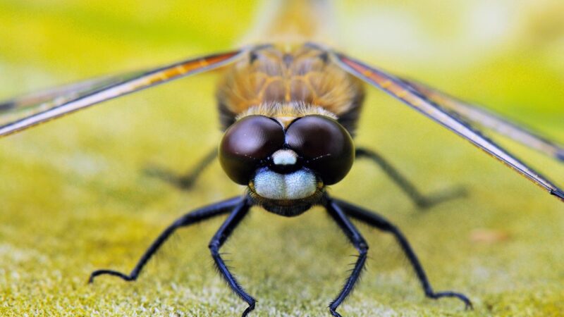 four-spot dragonfly, animals, nature, dragonflies, close up, insect