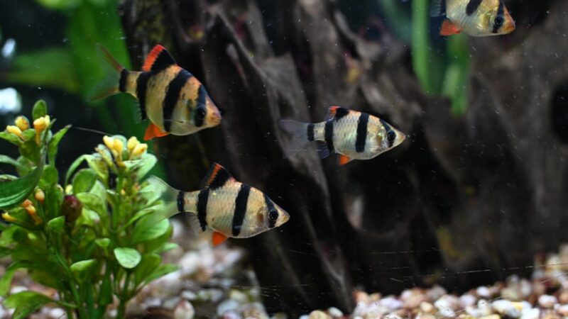 Tiger Barb Care Guide: Bold, Active and Full of Character