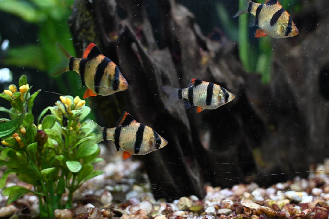 Tiger Barb Care Guide: Bold, Active and Full of Character