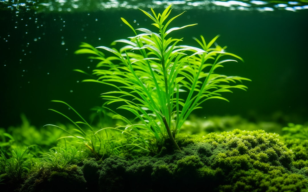 Tissue Culture Aquarium Plants: Why They're Worth the Price