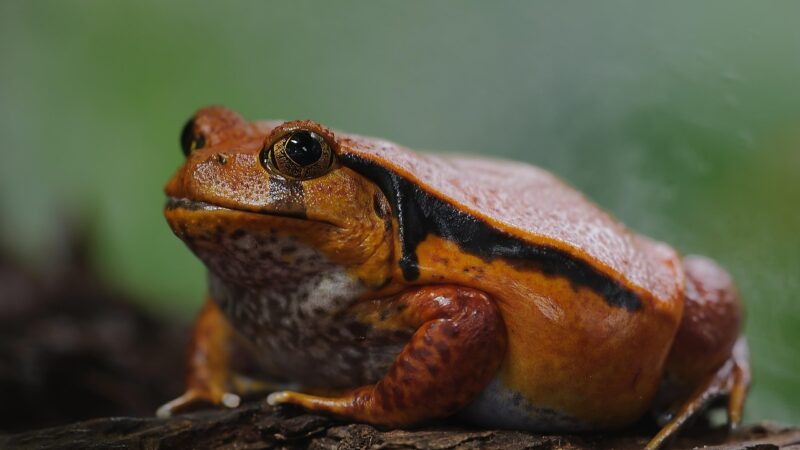 tomato frog, dyscophus antongilii, frog, amphibians, fat, thick, terrarium, close up, tomato frog, tomato frog, tomato frog,