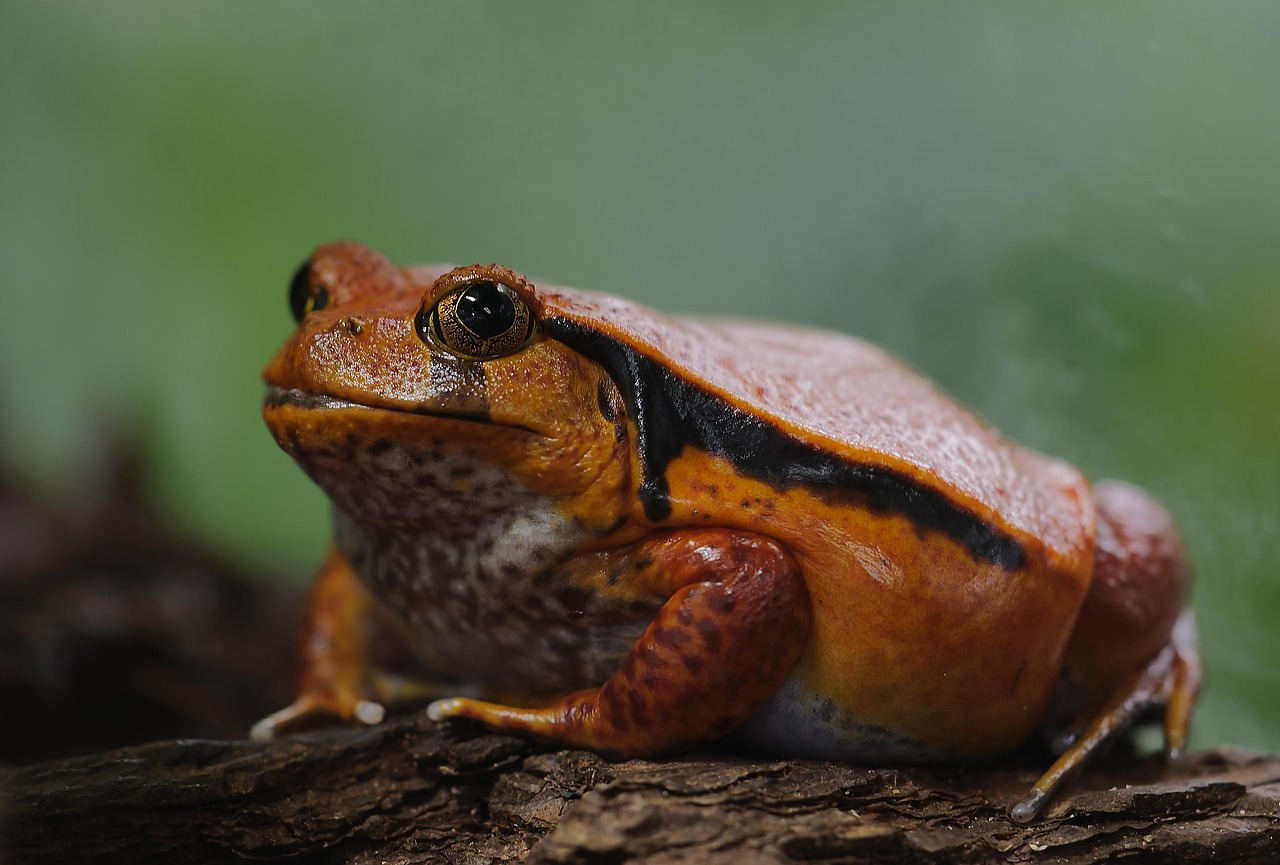 tomato frog, dyscophus antongilii, frog, amphibians, fat, thick, terrarium, close up, tomato frog, tomato frog, tomato frog,