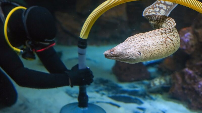 Top 10 Aquarium Equipment Must Haves Roundup