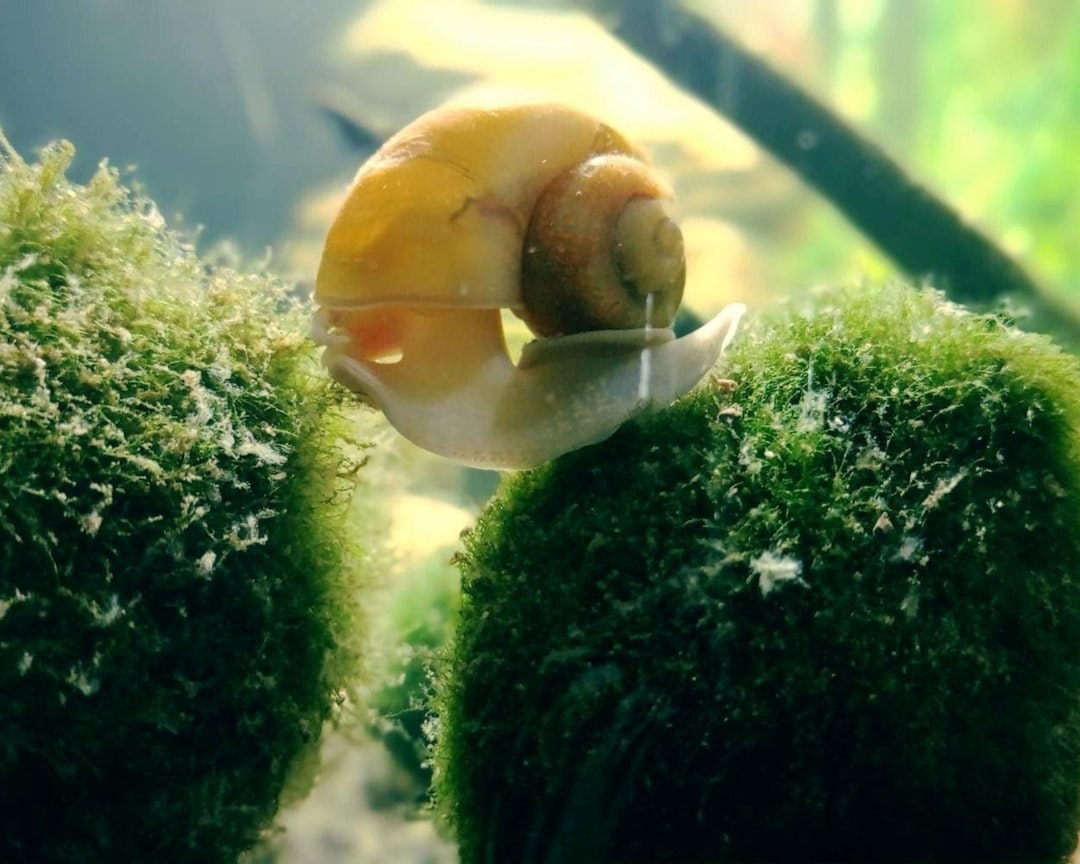 Top 10 Aquarium Moss Species Roundup: Attachment and Display