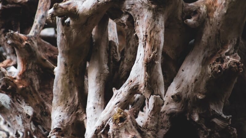 a close-up of a tree
