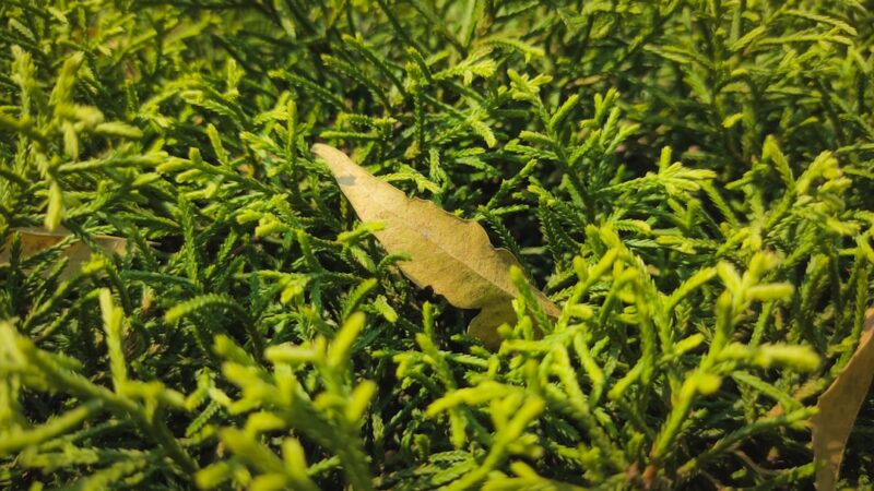 Top 10 Carpet Plants Aquarium Roundup: Foreground Coverage