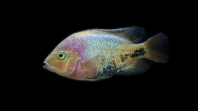 Top 10 Dwarf Cichlid Species Roundup: Apistogramma to Ram
