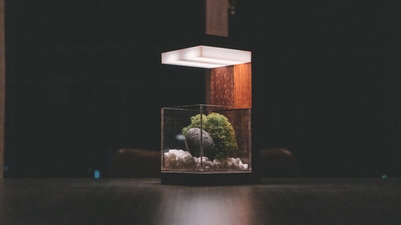 Top 10 Nano Aquarium Fish Roundup: Sub-2-Inch Picks
