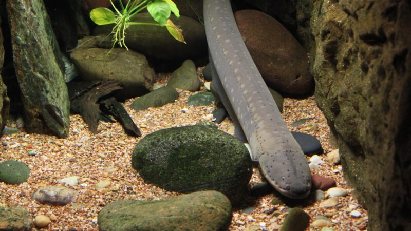 eel, fish, underwater, aquarium, tropical, marine, nature, aquatic, coral, reef, exotic, swimming, tank, swim, saltwater, und