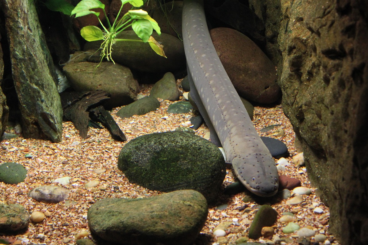 eel, fish, underwater, aquarium, tropical, marine, nature, aquatic, coral, reef, exotic, swimming, tank, swim, saltwater, und
