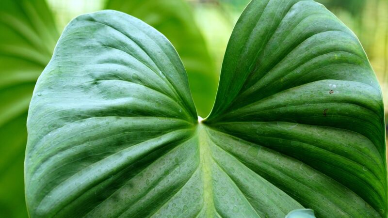 leaves, nature, plant, green, texture