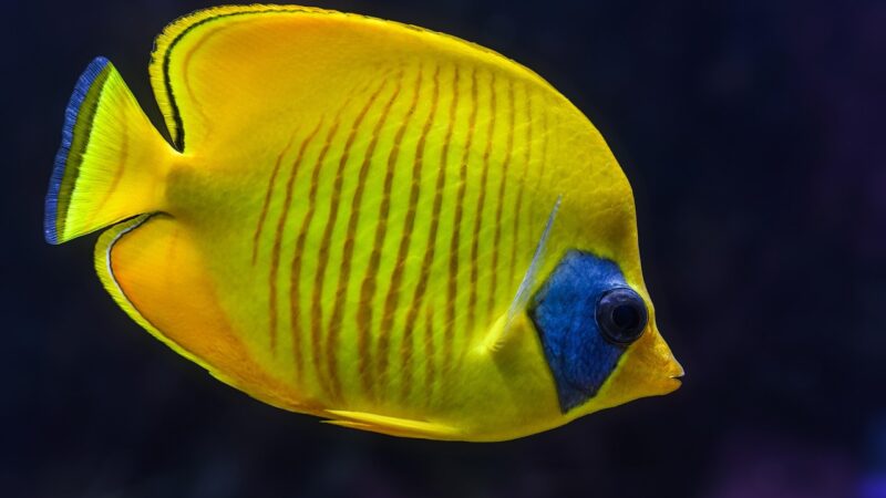 fish, aquarium, tropical, yellow, colorful, animal, nature, exotic, swim, color