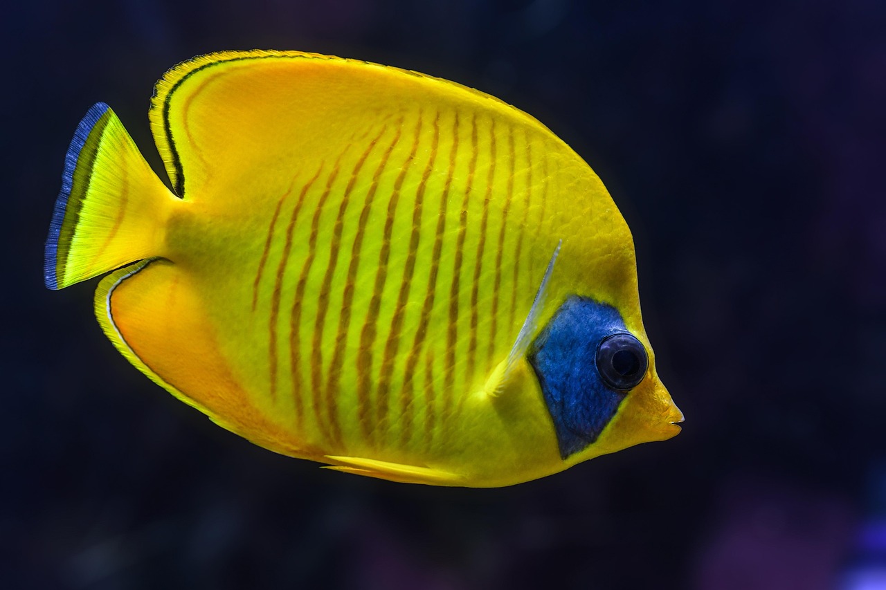 fish, aquarium, tropical, yellow, colorful, animal, nature, exotic, swim, color