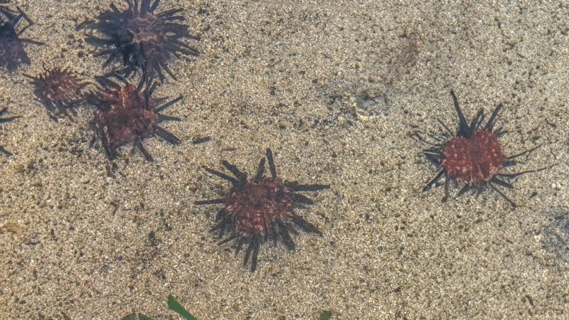 sea urchin, water, sand, sea life, aquarium, undersea, nature