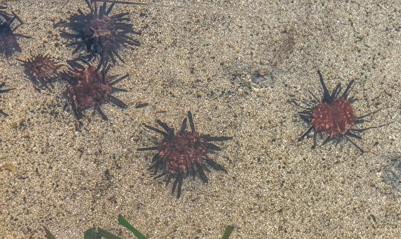 sea urchin, water, sand, sea life, aquarium, undersea, nature