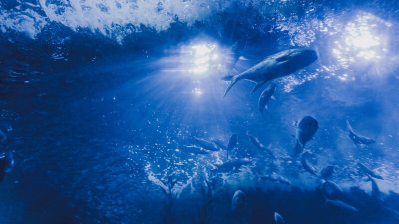 a large group of fish swimming in the ocean