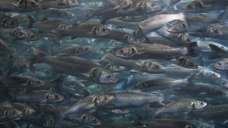 unplanned aquarium move same — featured image for unplanned aquarium move same day