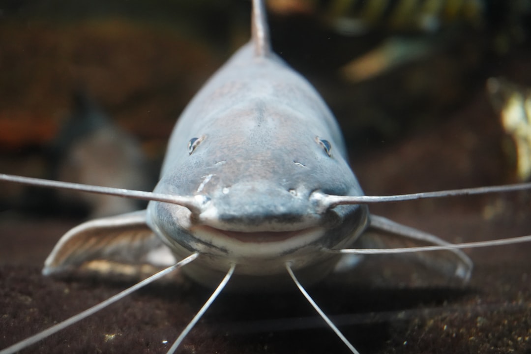 Upside Down Catfish Care Guide: The Fish That Swims Inverted