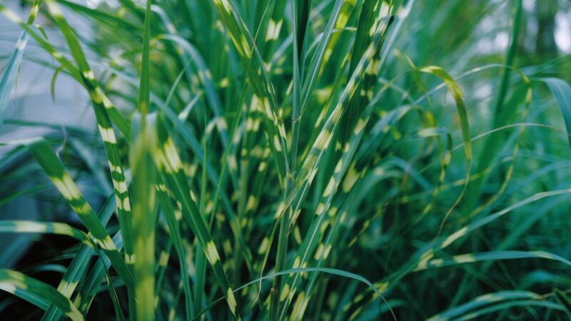 Vallisneria Care Guide: The Easy Background Plant