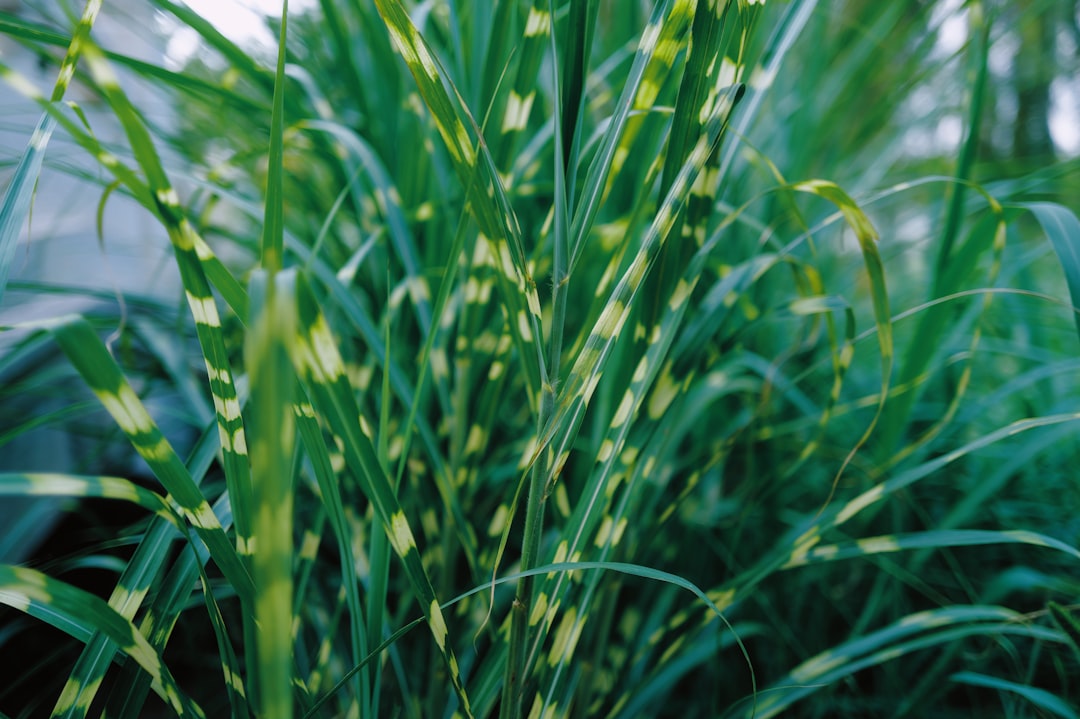 Vallisneria Care Guide: The Easy Background Plant