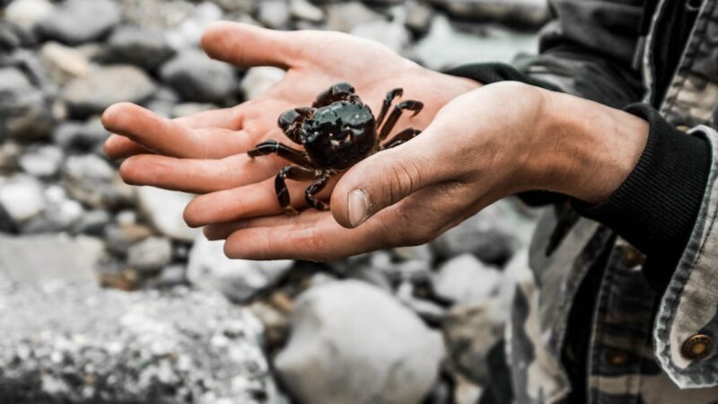 Vampire Crab Care Guide: The Jewel of Paludariums