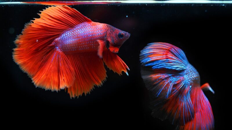 Fish Velvet Disease FAQ: Gold Dust Identification