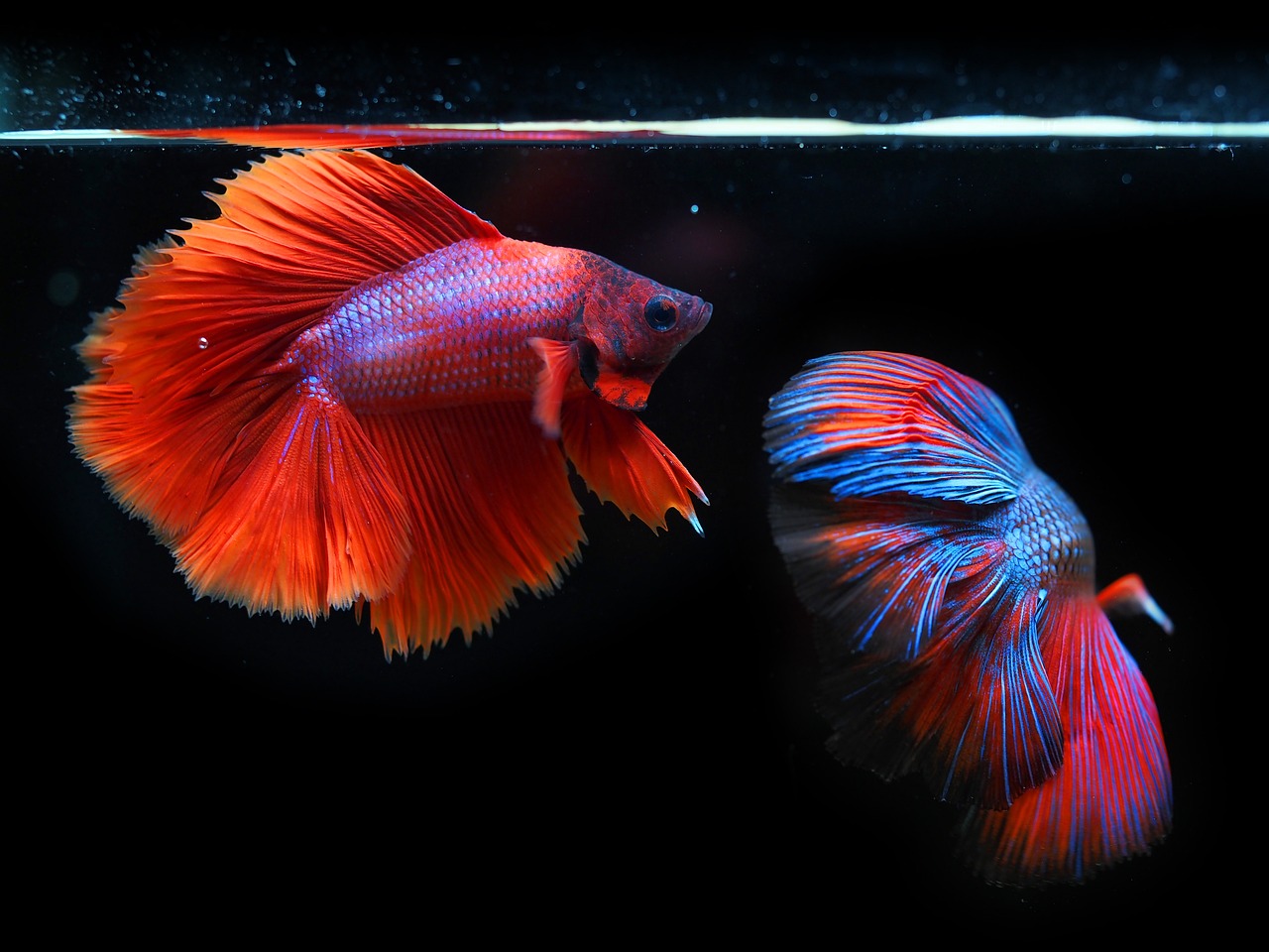 Velvet Disease in Fish
