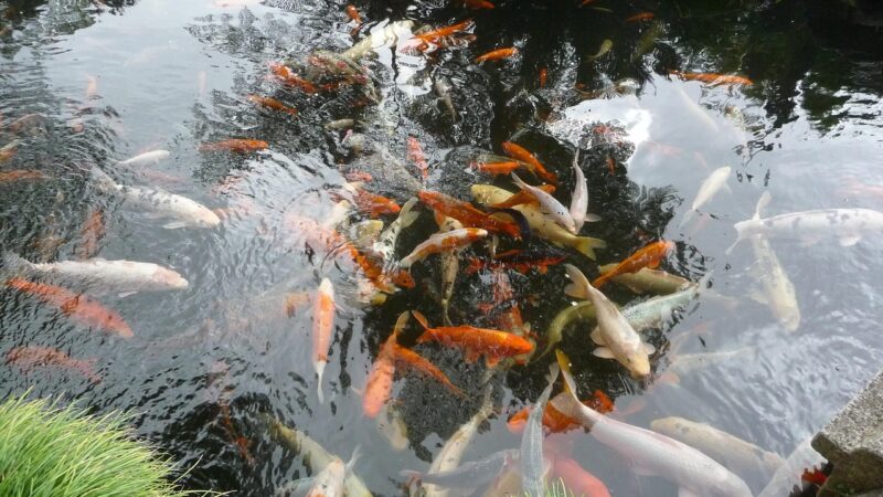Victorian Pond Biotope Aquascape