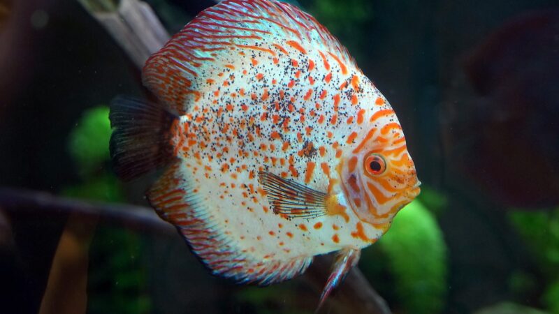 freshwater aquarium tank — featured image for walstad method aquascape step by step