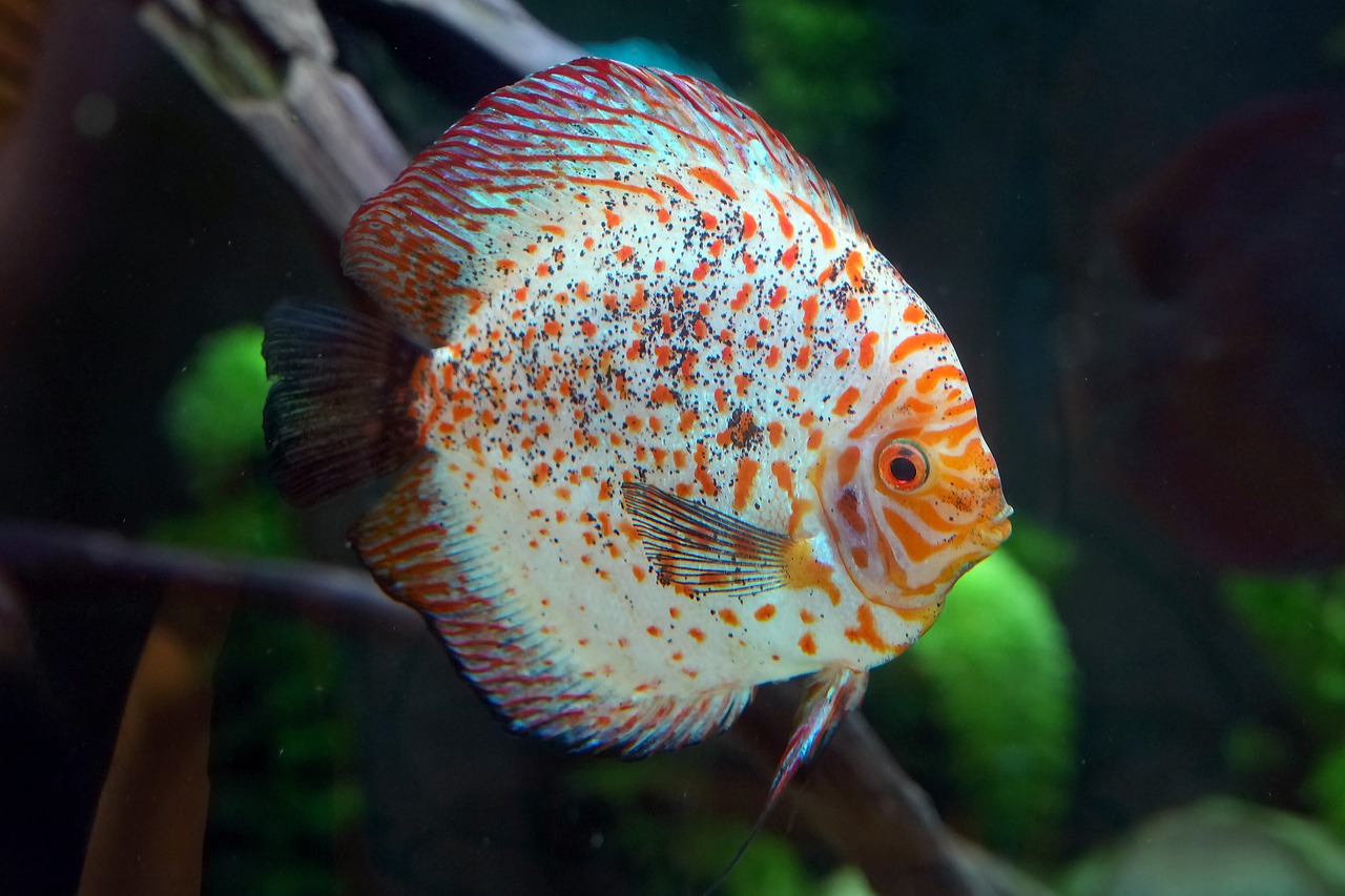 freshwater aquarium tank — featured image for walstad method aquascape step by step