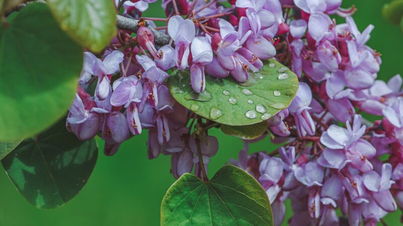 Water Wisteria Care Guide