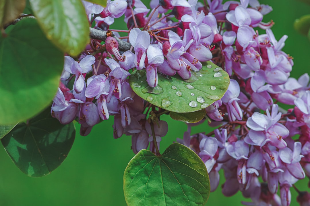 Water Wisteria Care Guide