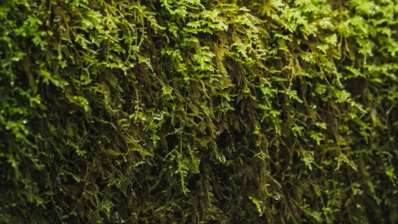 Weeping Moss Care Guide: Cascading Green for Aquascapes