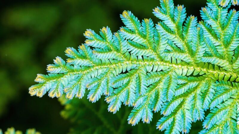 peacock fern, fern, nature, pattern, texture, moss, selaginella wildenowii, iridescent, iridescence, nature design, nature pa