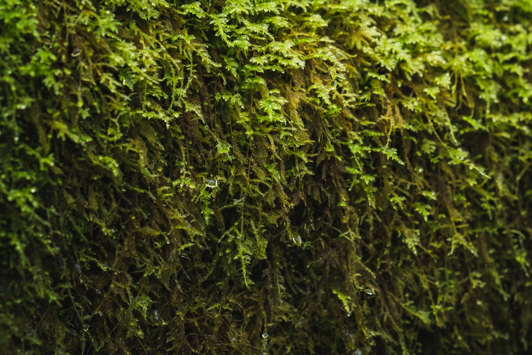 Weeping Moss Care Guide: Cascading Green for Aquascapes
