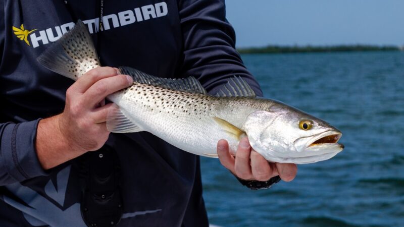 How to Breed White Cloud Mountain Minnows