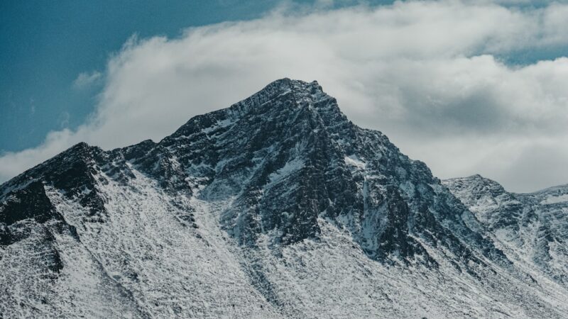 White Cloud Mountain Minnow Care Guide: A Cool-Water Classic