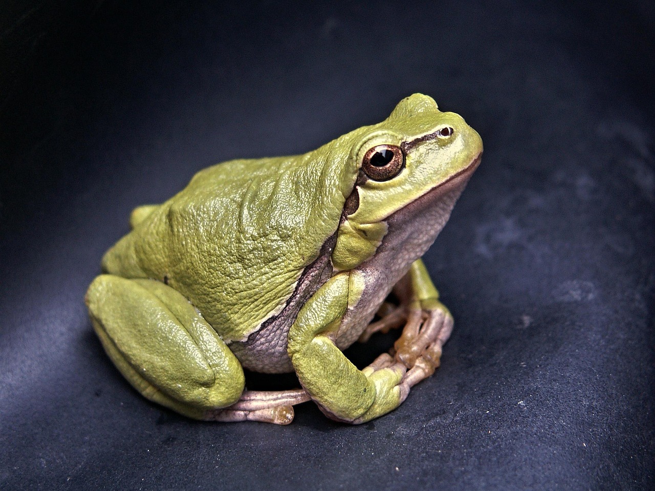 frog, amphibian, animal, tree frog, wildlife, fauna, wilderness, nature, frog, frog, frog, frog, frog