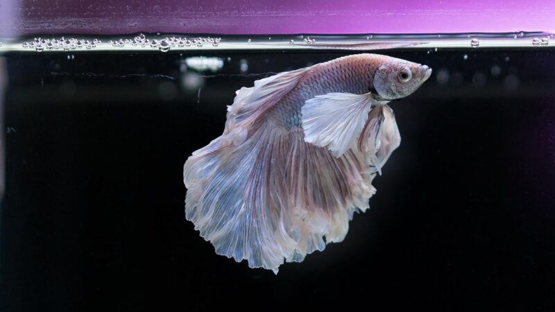 gold fish, fish, aquarium, underwater, animal, pet, swim, nature, fishbowl, liquid, black animals, black fish, black pets, bl