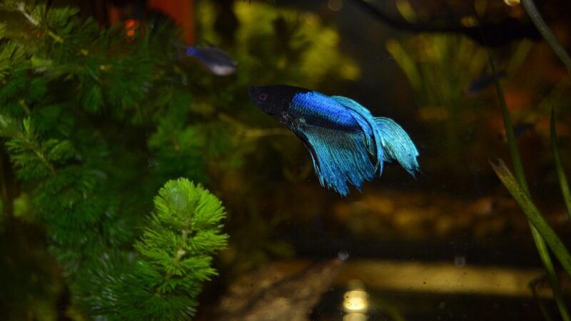 wild betta species aquarium fish — featured image for wild betta species guide