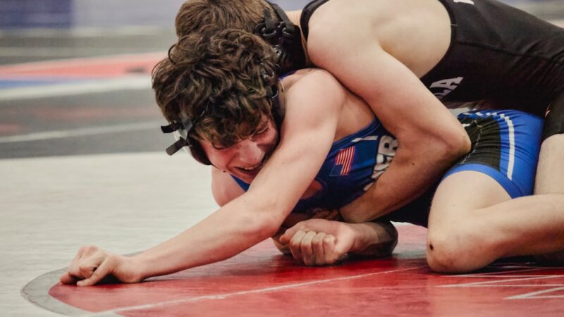 Wrestling Halfbeak Care Guide: The Surface-Dwelling Oddball