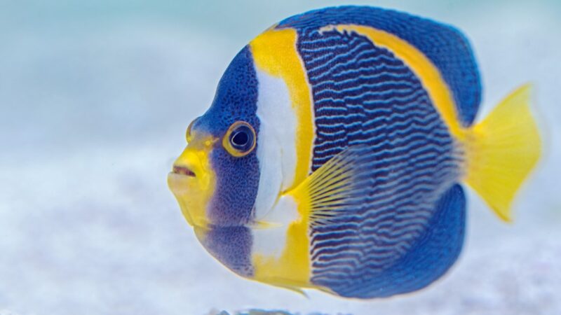 Yoyo Loach Complete Care Guide: Botia almorhae