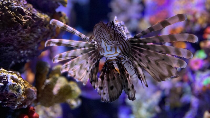 Zebra Danio Care Guide