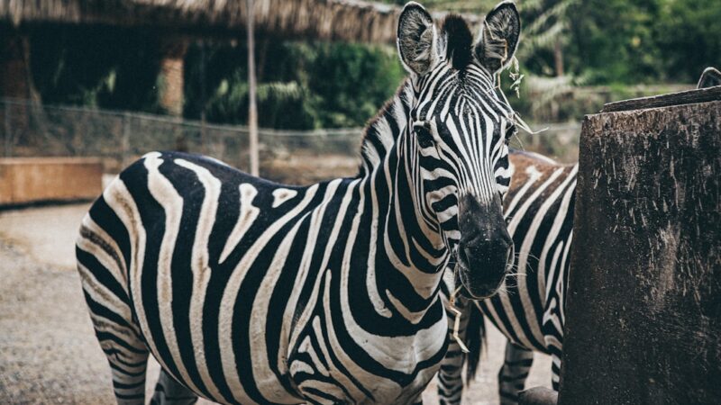 Zebra Otocinclus Care Guide: The Striped Algae Specialist